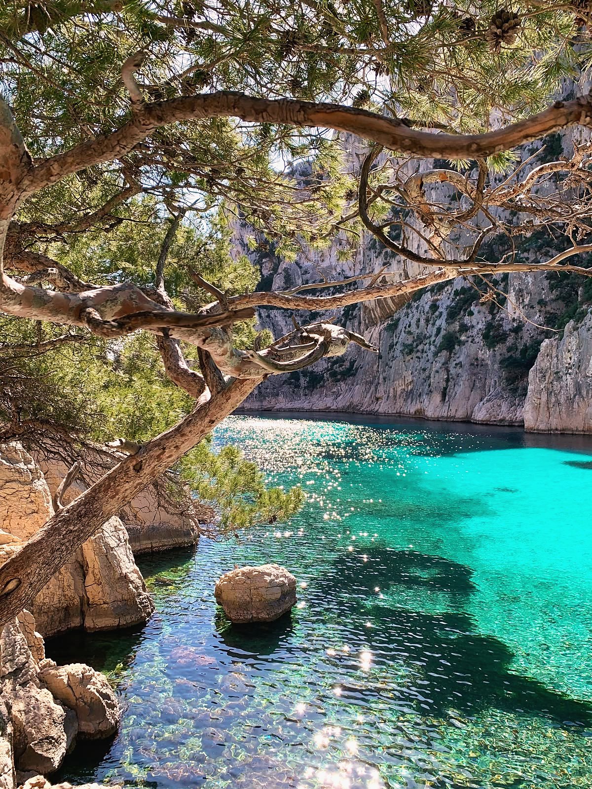 Pine branches over the clear water of a calanque