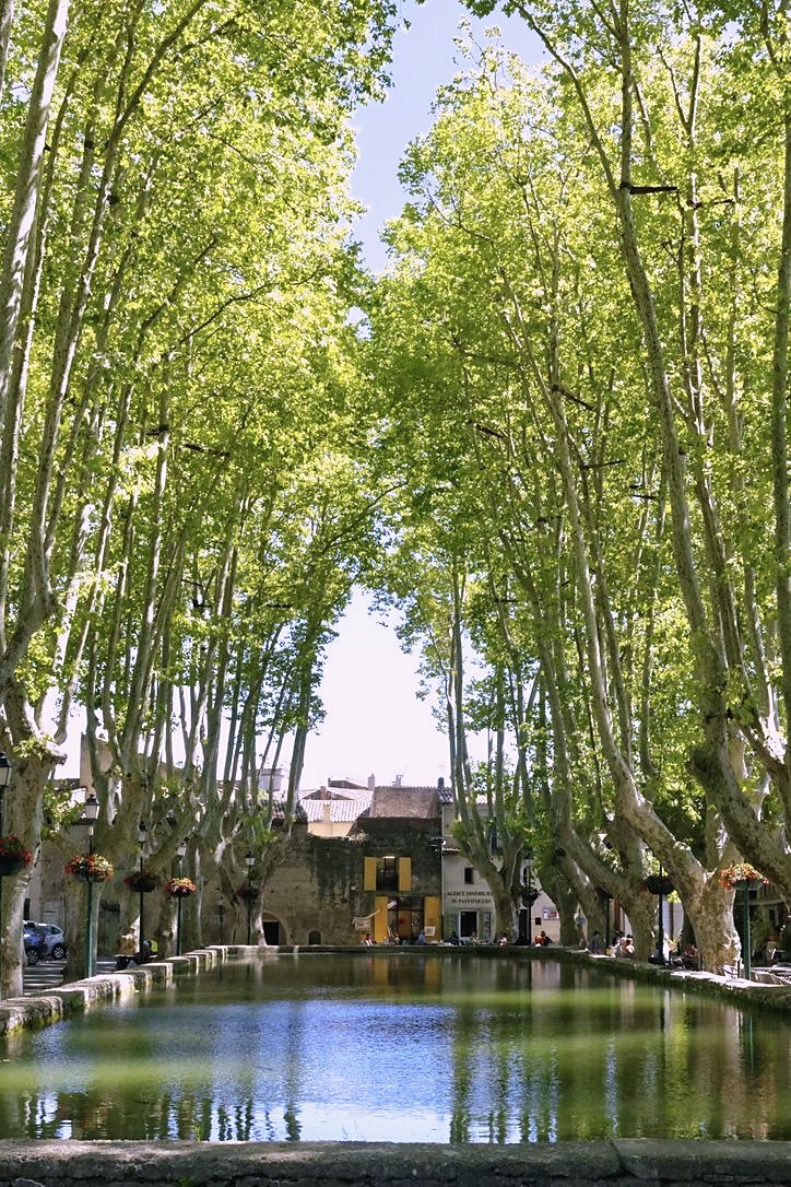 Plane trees around the Bassin de l’Étang in Cucuron