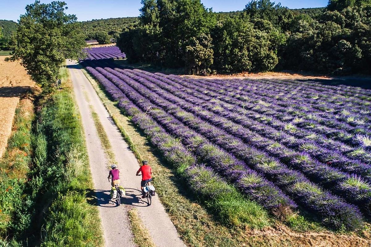 Two cyclists riding past a lavender field in Provence