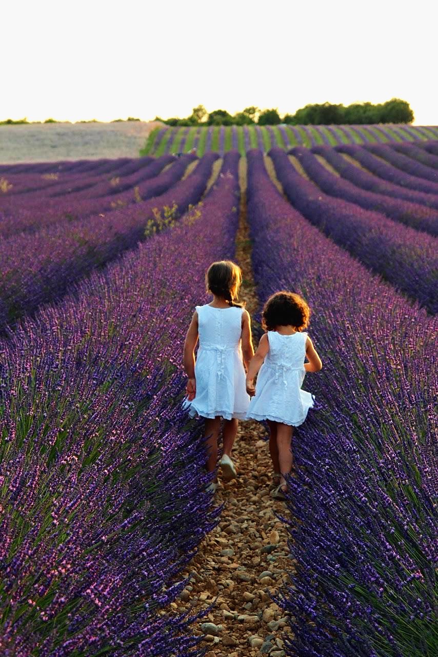Two little girls walking between rows of lavender in Provence