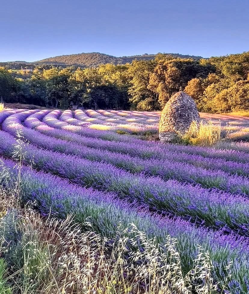 Lavender rows and a dry-stone borie in the Luberon at sunset