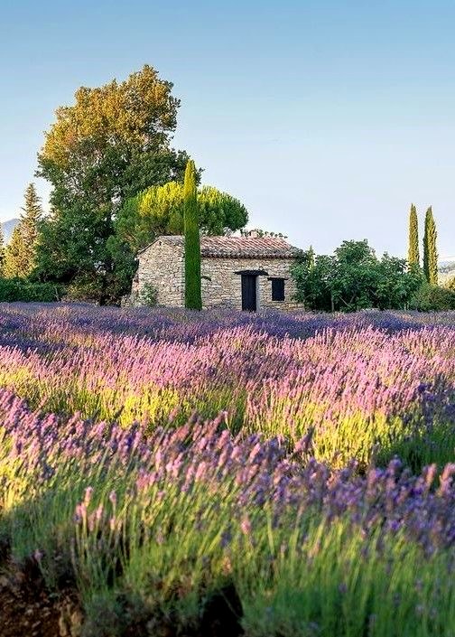 Stone cabanon among lavender fields in Provence