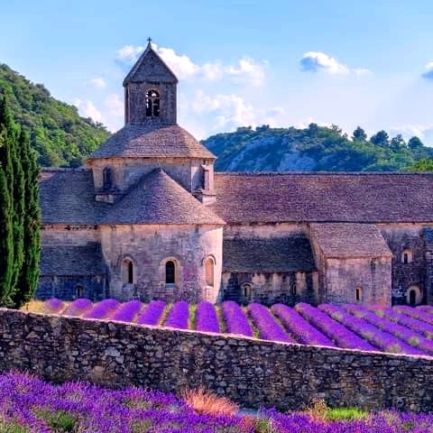 Sénanque Abbey near Gordes behind its lavender field