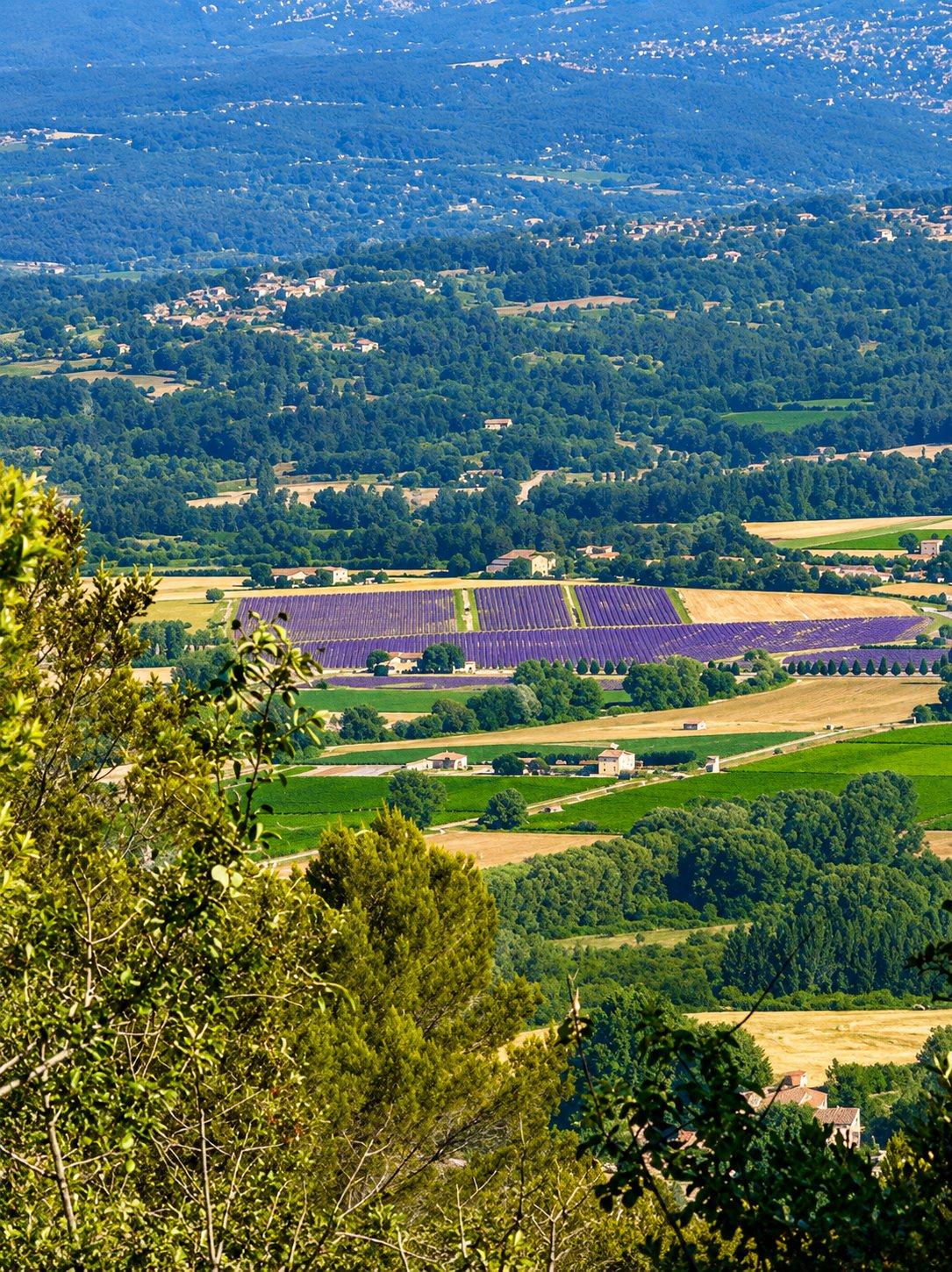 Champs de lavande dans le Luberon au début de l’été