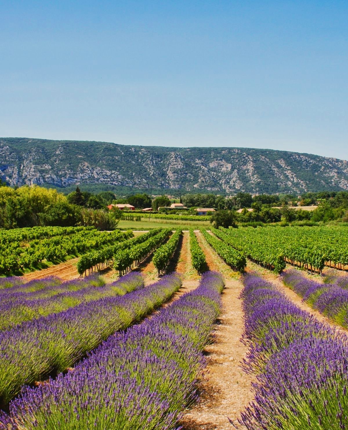 Lavender and vineyards below the Luberon ridge