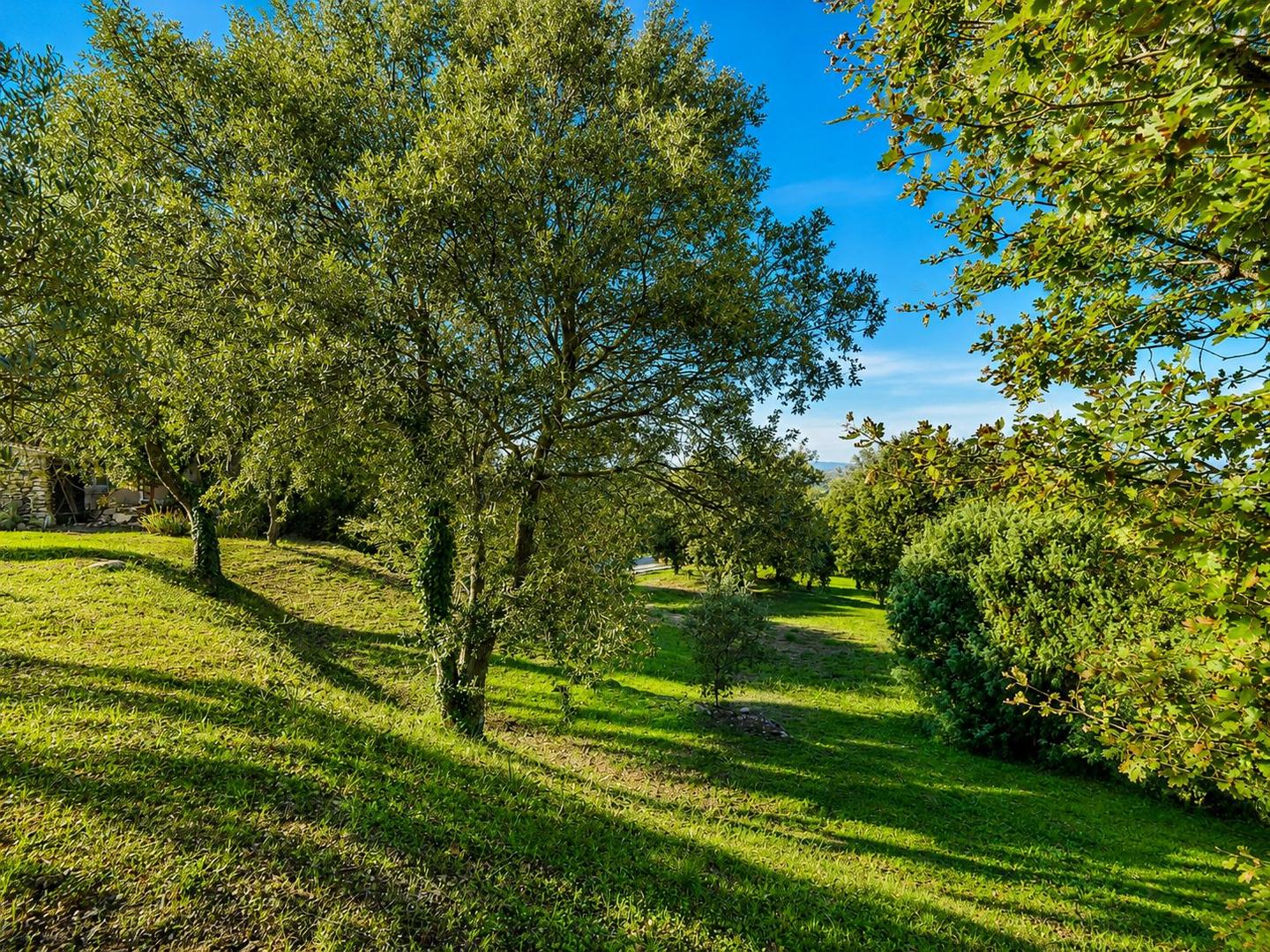 Oliviers sur le terrain de la villa, Luberon