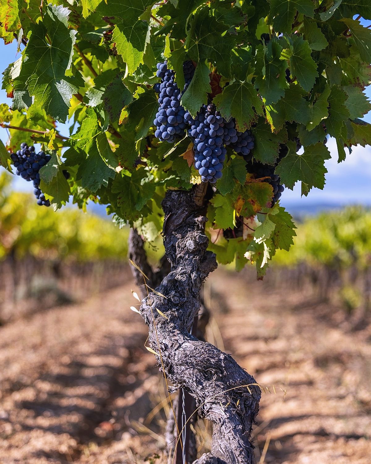 Old vine with ripe black grapes in a Luberon vineyard