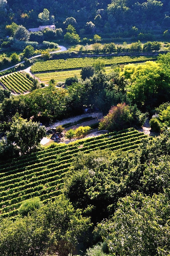 Vineyards on the valley floor below a Luberon village